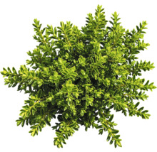 Na obrázku je buxus.
