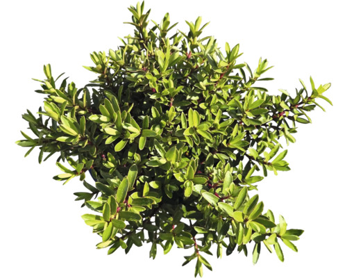 Stálezelený keř s malými listy do zahrady