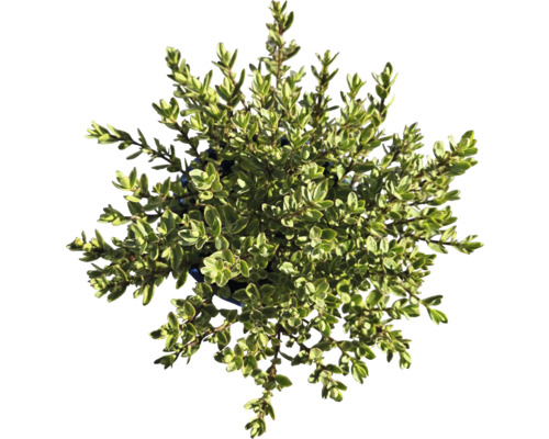 Tymián v květináči, bylinková zahrádka