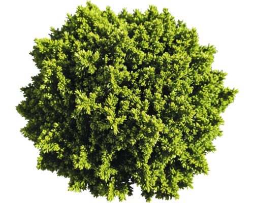 Stálezelený zimostráz jako koule do zahrady