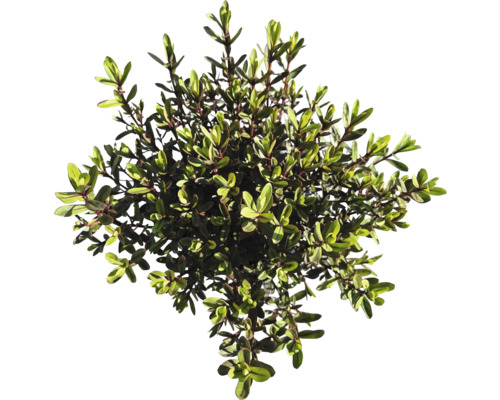 Na obrázku je rostlina živého plotu.