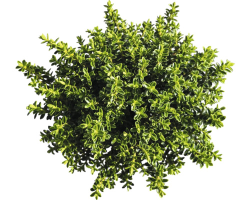 Hustě olistěný tymián v květináči shora