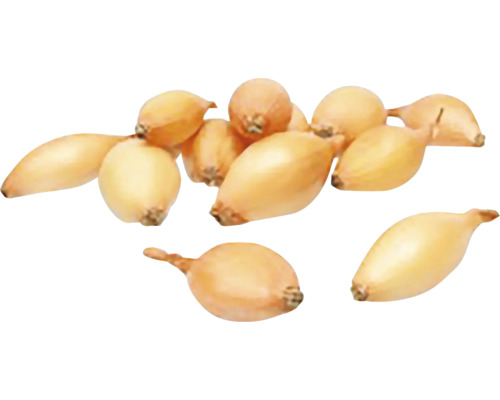 Šalotky cibule