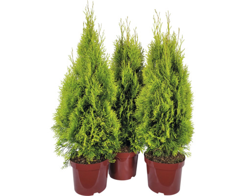 Tři tůje v květináči