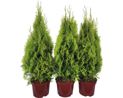 Tři túje v květináčích