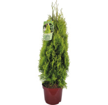 Zerav západní Thuja occidentalis v květináči