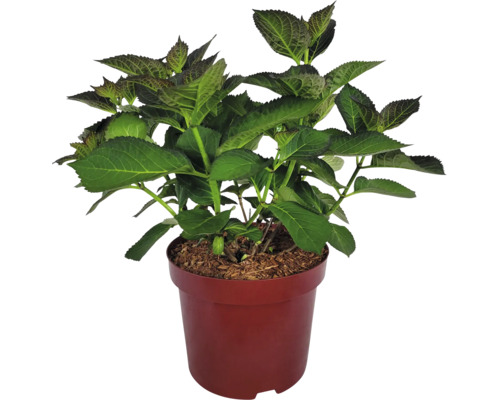 Hortenzie v květináči