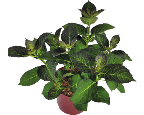 Hortenzie v květináči se zelenými listy