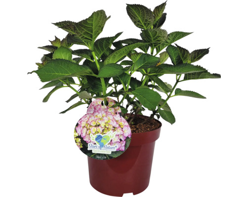 Hortenzie v květináči s etiketou ''Stars of Nature''