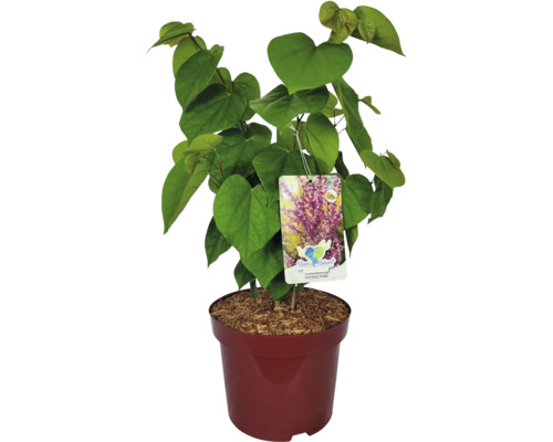 Jidášovec v květináči se zelenými listy ve tvaru srdce a štítkem rostliny