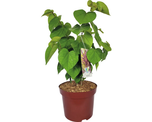 Jidášův strom v květináči se srdčitými listy