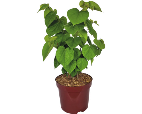 Jidáš strom v květináči se srdčitými listy