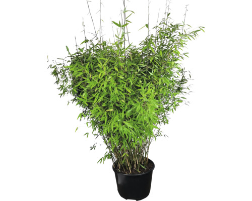 Bambus v květináči