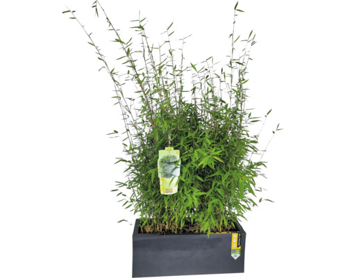Bambus Fargesia Malachite MonkeysⓇ Ⓢ FloraSelf výška cca 60-80 cm v truhlíku 59 x 22,5 x 19,5 cm Bambus Fargesia Malachite MonkeysⓇ Ⓢ FloraSelf výška cca 60-80 cm v truhlíku 59 x 22,5 x 19,5 cm
