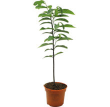 Mladý strom avokáda v květináči se zelenými listy.