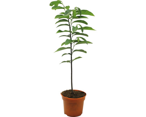 Mladý strom avokáda v květináči se zelenými listy.