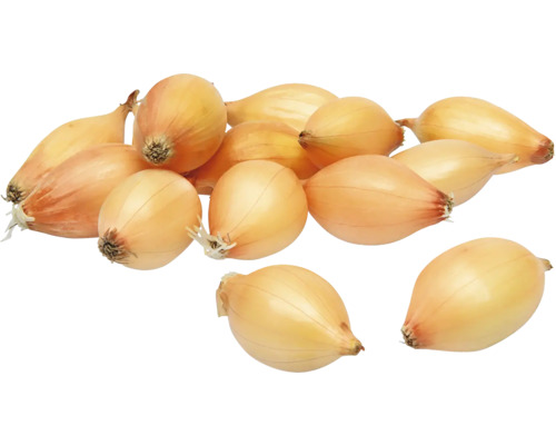 Cibule sazečka ozimá Augusta žlutá 8-21 mm 500 g Několik šalotek