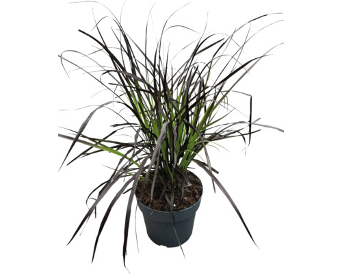 Travní rostlina v květináči