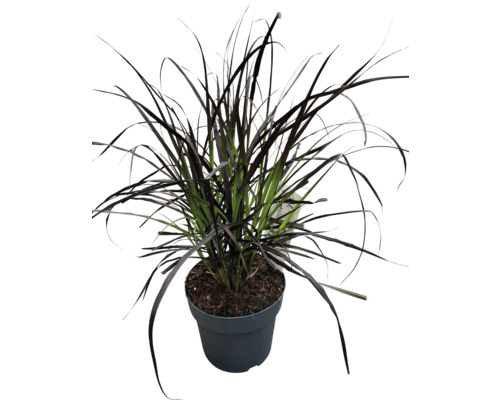 Černá okrasná tráva v květináči