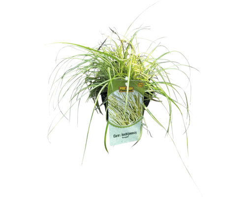 Japonská ostřice Carex hachijoensis v květináči
