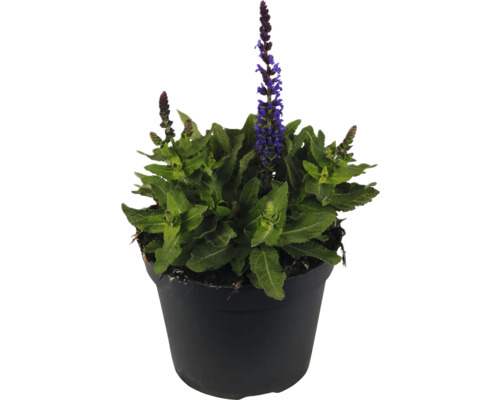 Šalvěj hajní FloraSelf Salvia nemorosa Marvel Blue květináč 1 l