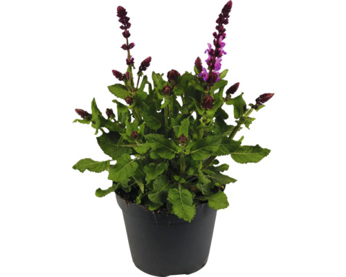 Šalvěj hajní FloraSelf Salvia nemorosa Marvel Pink květináč 1 l