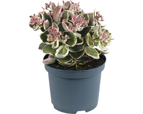 Rozchodník nachový FloraSelf Sedum telephium La Vie en Rose květináč 3 l Rozchodník v květináči s růžovými květy