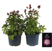 Dvě rostliny Astrantia Premium Red v květináčích.