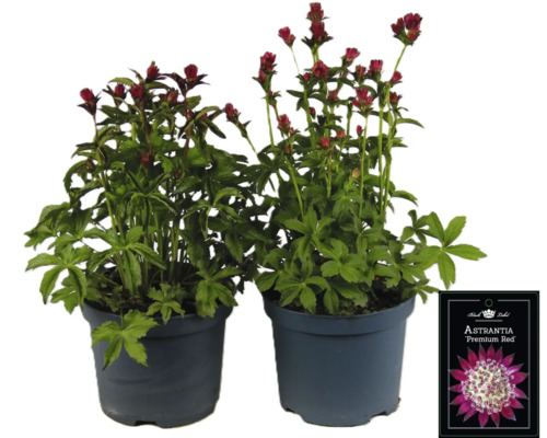 Dvě rostliny Astrantia Premium Red v květináčích.
