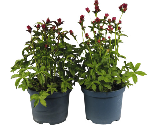 Jarmanka větší mix FloraSelf Astrantia major 'Roma' výška 10-50 cm květináč 3 l 1 ks, různé barvy Jarmanka větší mix FloraSelf Astrantia major 'Roma' výška 10-50 cm květináč 3 l 1 ks, různé barvy