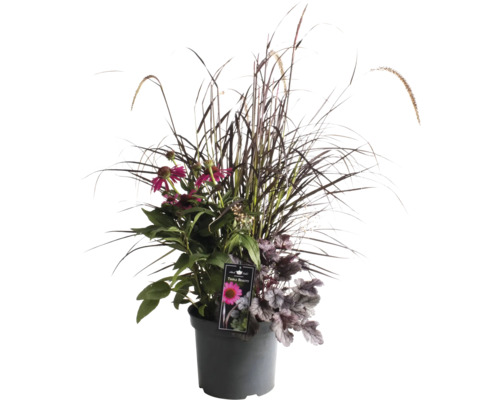 Trvalka MixTriple Beauty Stockholm FloraSelf květináč 7,5 l 1 ks, různé druhy Květinová aranžmá s okrasnými travinami a růžovými květy v květináči