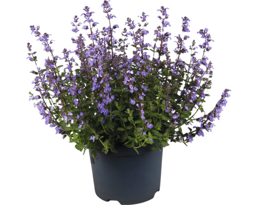 Šanta kočičí Nepeta x faassenii 'Purrsian Blue' výška 10-25 cm květináč 3 l Šanta kočičí v květináči