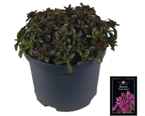 Rozchodník ''Deep Rose'' v květináči