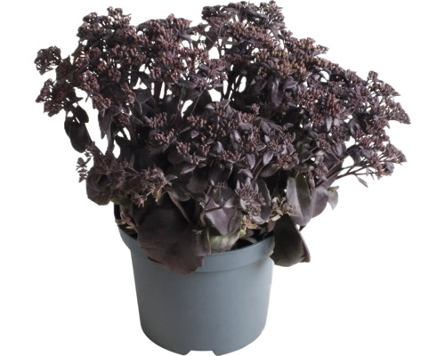 Rozchodník FloraSelf Sedum 'Chocolate Cherry' 5-15 cm květináč 3 l