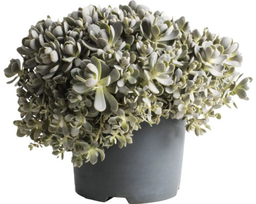 Rozchodník FloraSelf Sedum 'Lidakense' 5-15 cm květináč 3 l