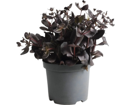 Rozchodník FloraSelf Sedum 'Touchdown Teak' 5-15 cm květináč 3 l