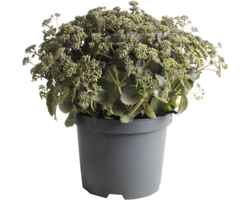 Rozchodník FloraSelf Sedum 'Coral Jade' výška 5-30 cm květináč 3 l