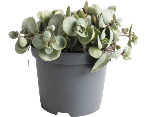 Rozchodník FloraSelf Sedum 'Superstar' výška 5-30 cm květináč 3 l