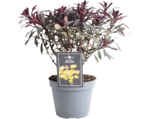Pryšec mandloňovitý FloraSelf Euphorbia amygdaloides ‘Miners Merlot’ výška 5-20 cm květináč Ø 15 cm Pryšec mandloňovitý FloraSelf Euphorbia amygdaloides ‘Miners Merlot’ výška 5-20 cm květináč Ø 15 cm