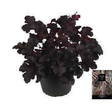 Heuchera rostlina v květináči
