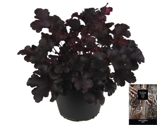 Heuchera rostlina v květináči