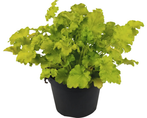 Dlužicha FloraSelf Heuchera 'Indian Summer Lime' výška 5-20 cm květináč Ø 15 cm Okrasná rostlina Heuchera v květináči
