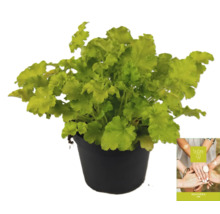 Heuchera rostlina v květináči