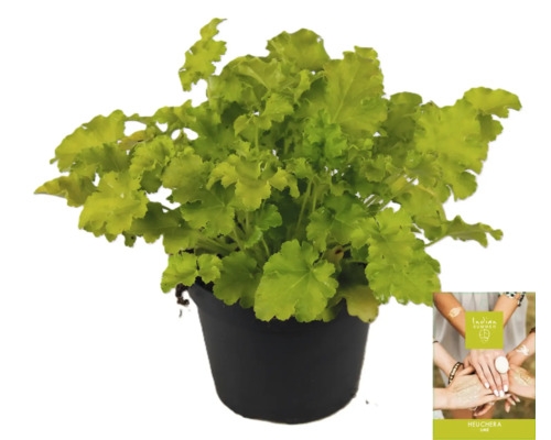 Heuchera rostlina v květináči