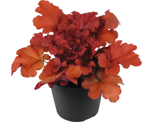 Dlužicha FloraSelf Heuchera 'Indian Summer Red' výška 5-20 cm květináč Ø 15 cm Okrasná rostlina Heuchera v květináči