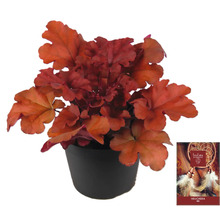 Heuchera rostlina v květináči