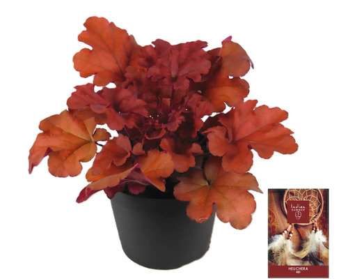 Heuchera rostlina v květináči