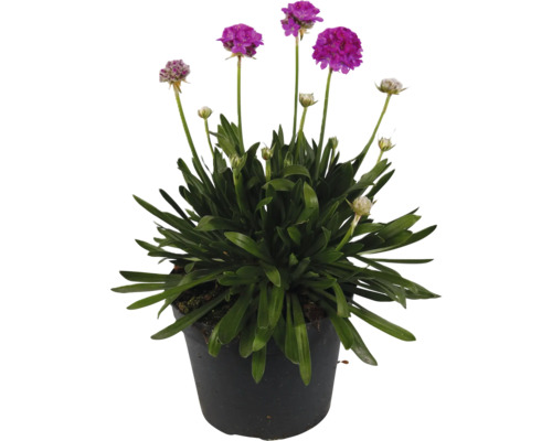 Trávnička přímořská 'Dreameria'® FloraSelf květináč 1 l