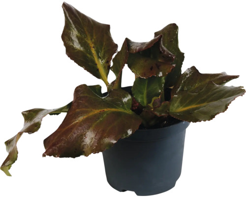 Bergénie FloraSelf Bergenia cordifolia 'Fairy Romance' květináč 3 l