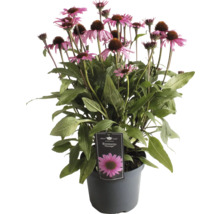 Rostlina Echinacea v květináči s růžovými květy